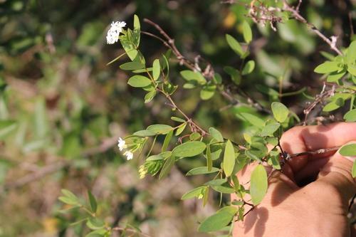 Englerodaphne subcordata (Smooth fibre-bush) — photo