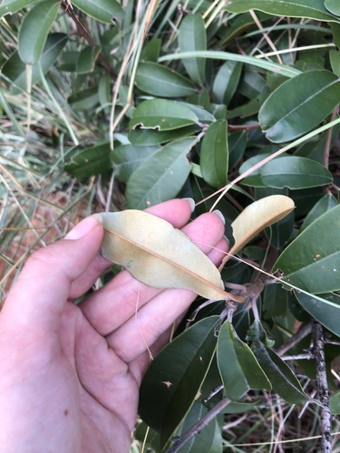 Englerophytum magalismontanum (Milk plum) — photo
