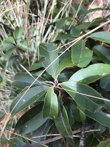 Englerophytum magalismontanum (Milk plum) — photo