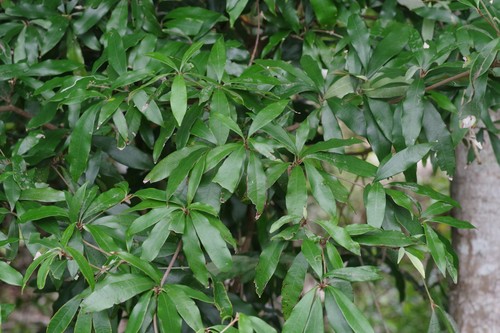 Englerophytum natalense (Natal milk plum) — photo