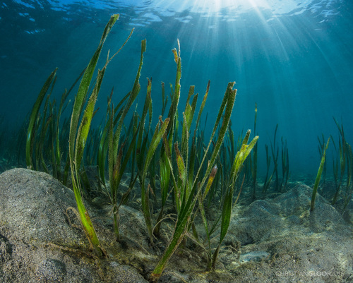 Hydrocharitaceae