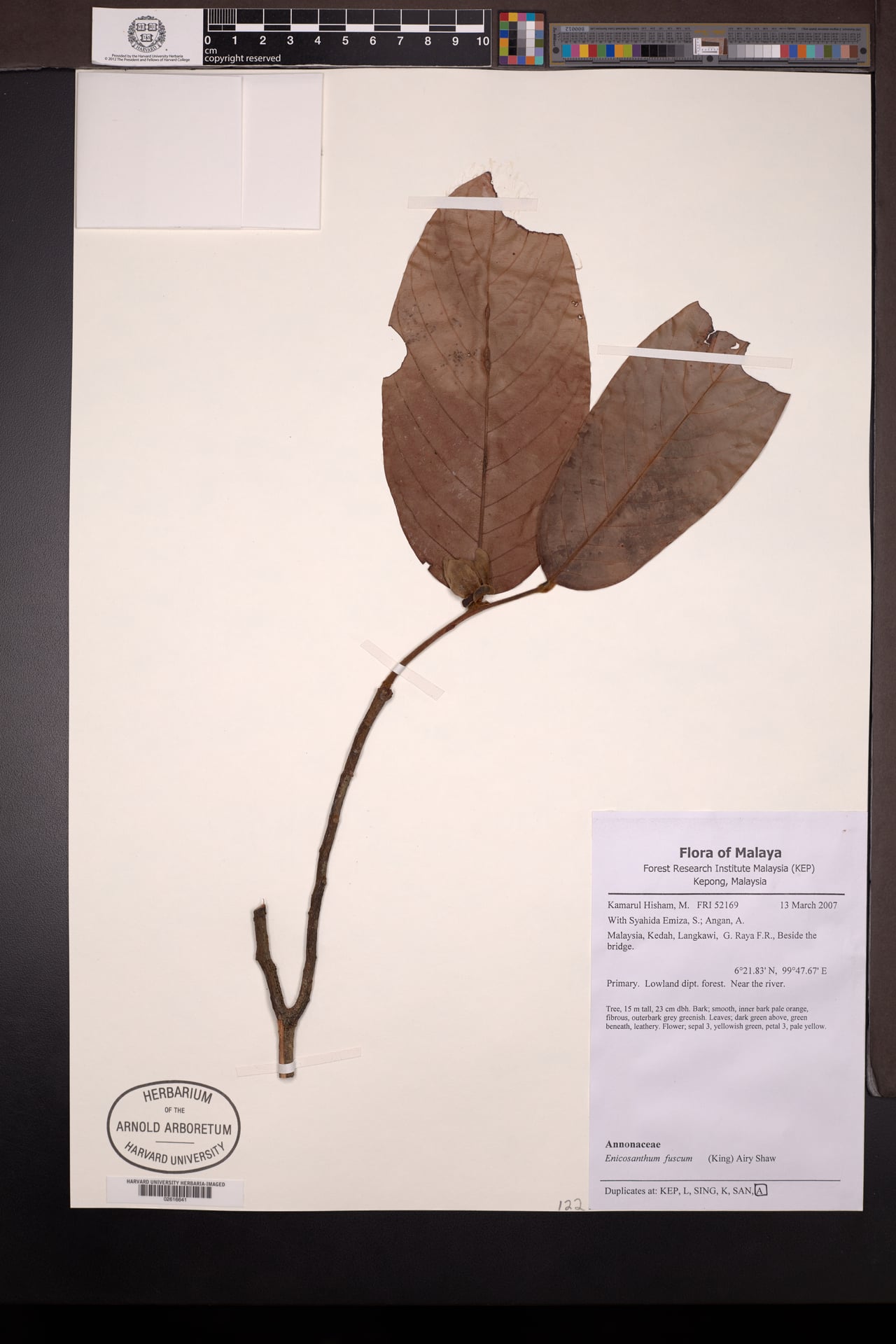 Enicosanthum fuscum — photo