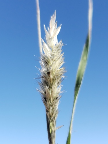 Enneapogon desvauxii (Eight day grass) — photo