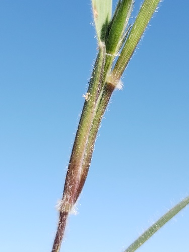 Enneapogon desvauxii (Eight day grass) — photo