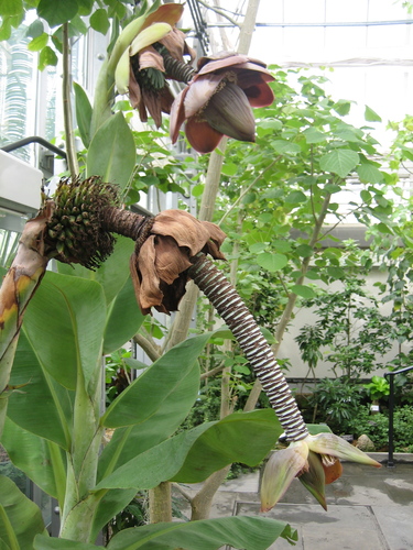 Ensete superbum (Cliff banana) — photo