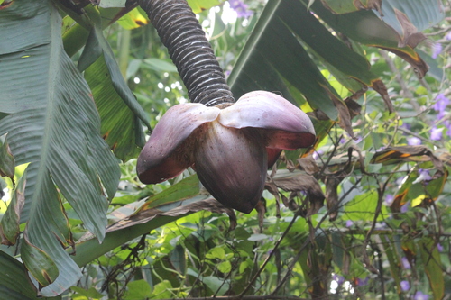 Ensete superbum
