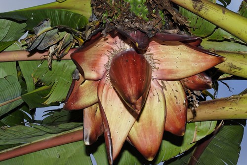 Ensete ventricosum (Ensete) — photo