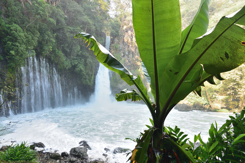 Ensete ventricosum (Ensete) — photo