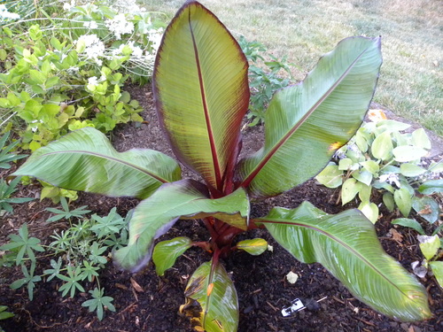 Musaceae