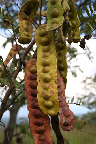 Entada africana — photo