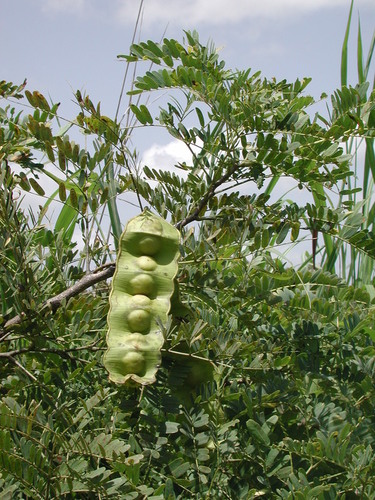 Entada africana — photo