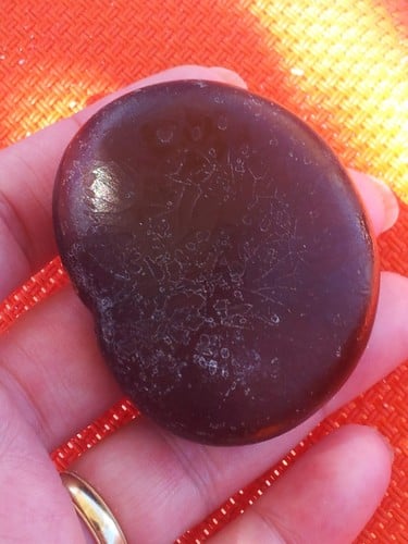 Entada gigas (Sea-bean) — photo