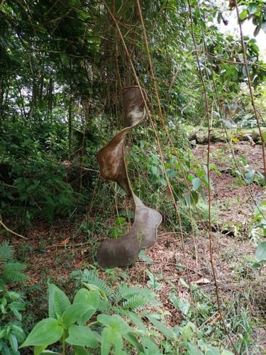 Entada gigas