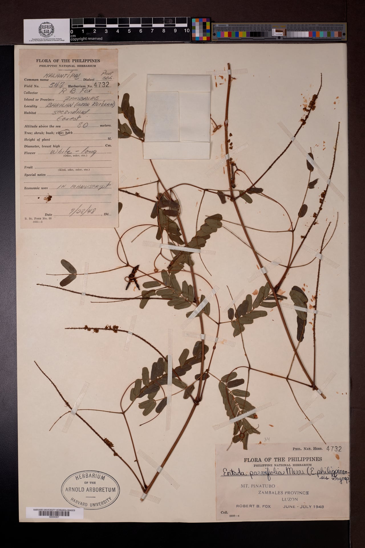 Entada parvifolia (Kati-u) — photo