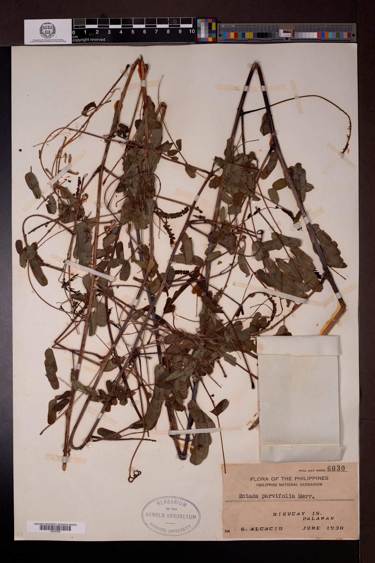 Entada parvifolia (Kati-u) — photo