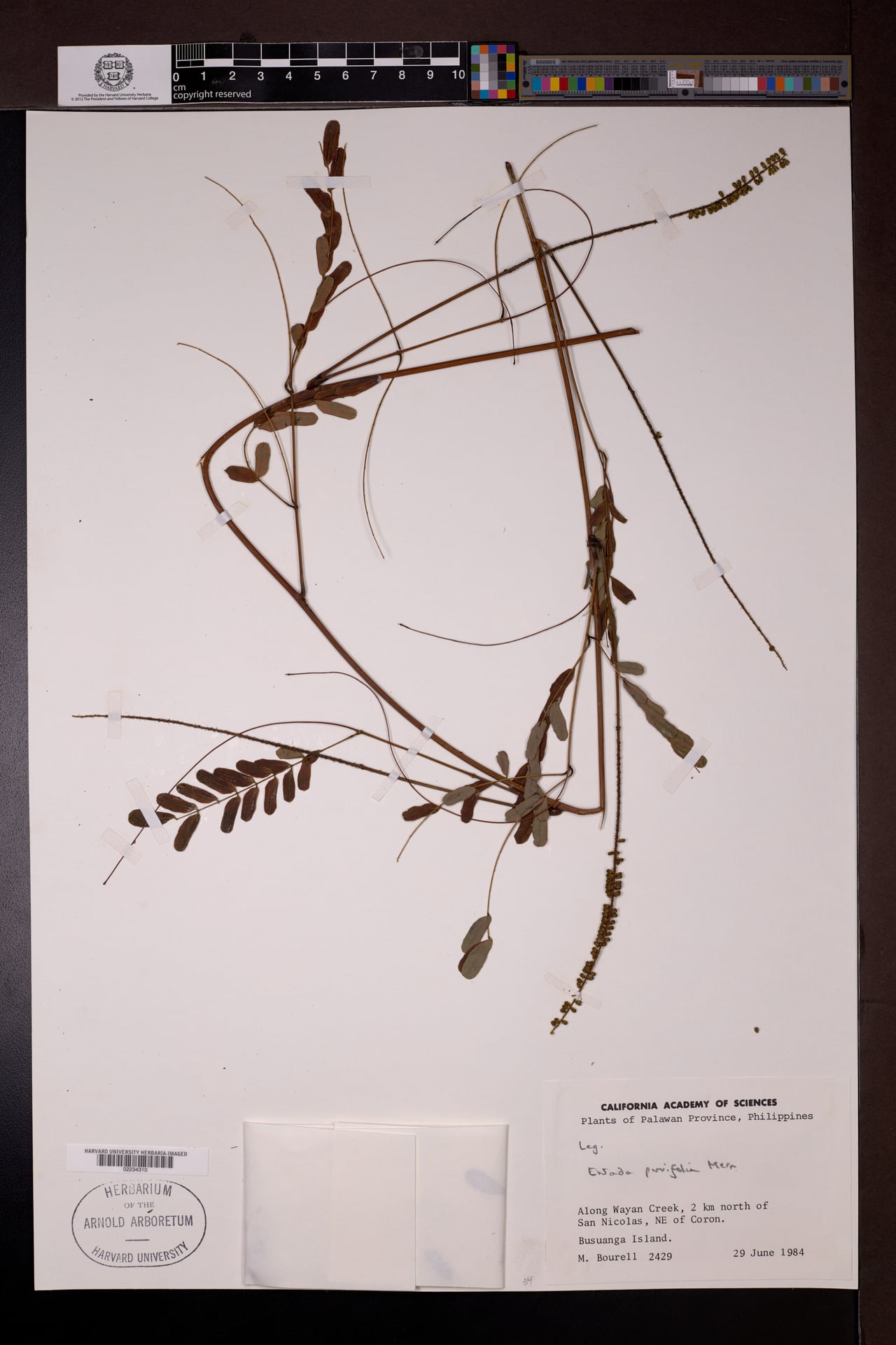 Entada parvifolia