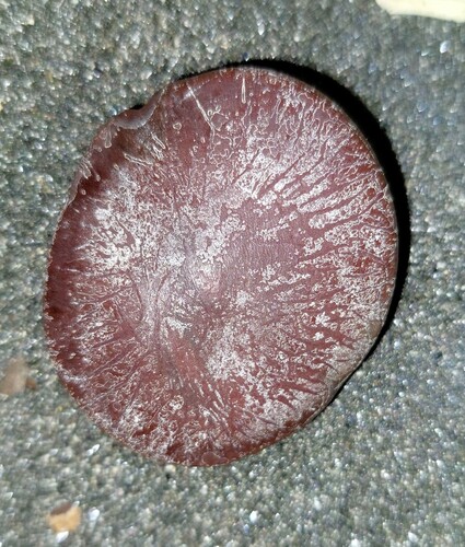 Entada phaseoloides (Match box bean) — photo