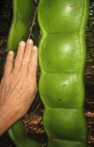 Entada rheedei (Sea bean) — photo