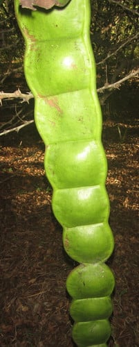 Entada rheedei (Sea bean) — photo