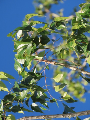 Entandrophragma caudatum