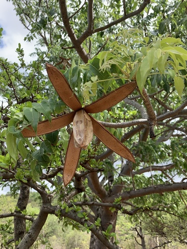 Entandrophragma caudatum (Mountain mahogany) — photo
