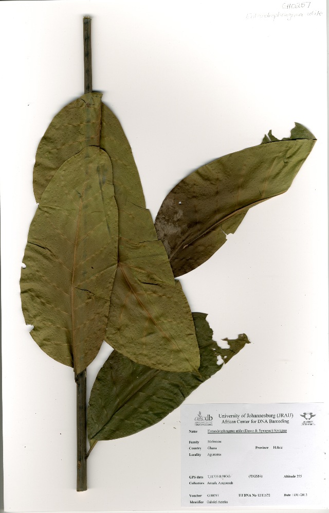 Entandrophragma utile (Sipo mahogany) — photo