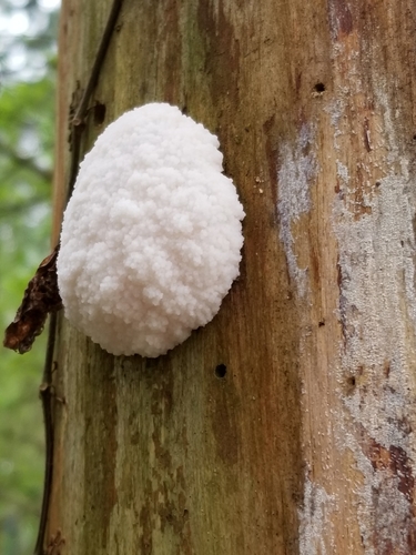 Enteridium lycoperdon (False puffball) — photo