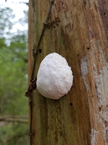 Enteridium lycoperdon (False puffball) — photo