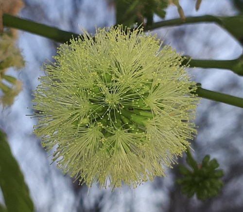 Enterolobium cyclocarpum (Earpod tree) — photo