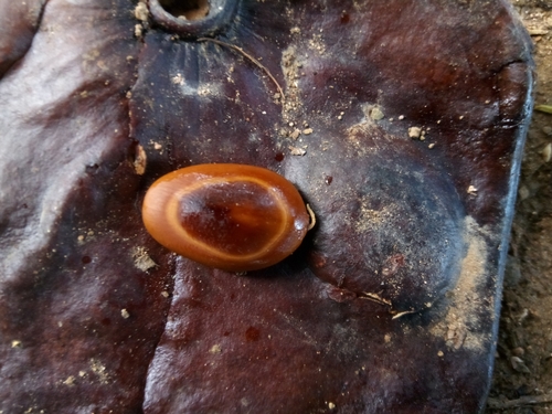 Enterolobium cyclocarpum (Earpod tree) — photo