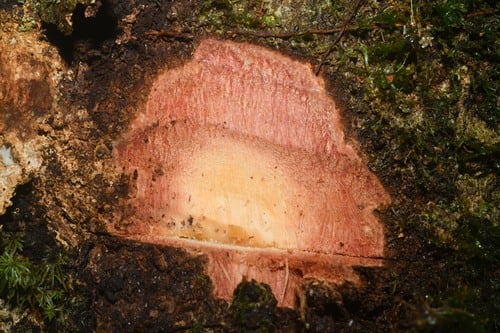 Enterolobium schomburgkii — photo