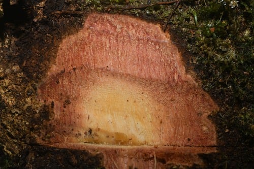 Enterolobium schomburgkii — photo