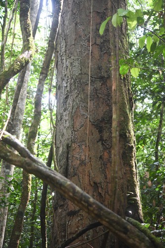 Enterolobium schomburgkii