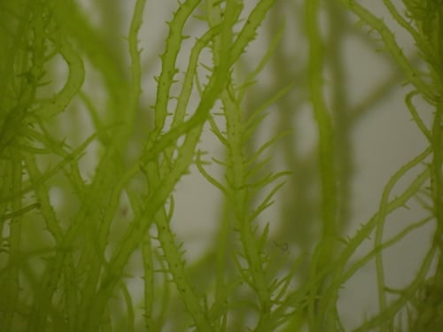 Enteromorpha compressa (Green algae) — photo