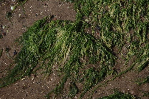 Enteromorpha compressa (Green algae) — photo