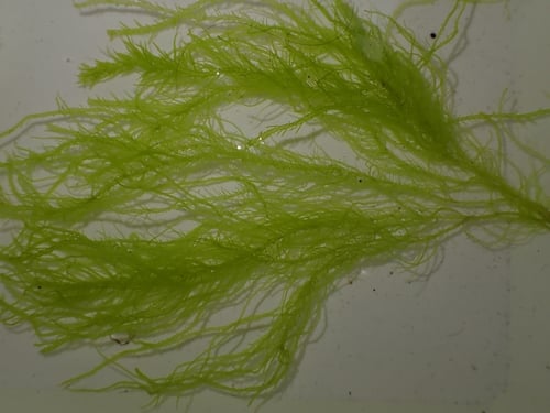 Enteromorpha compressa