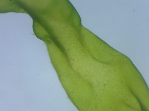 Enteromorpha flexuosa (Green algae) — photo