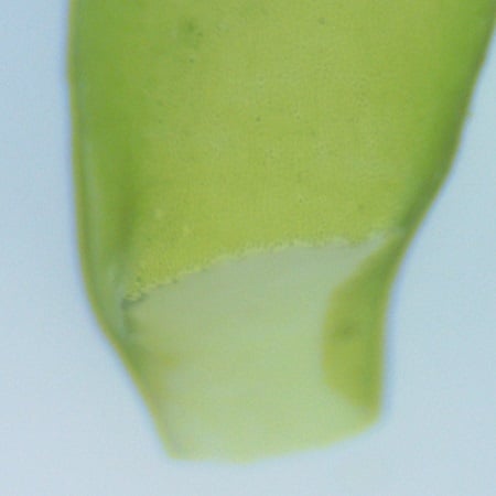 Ulvaceae