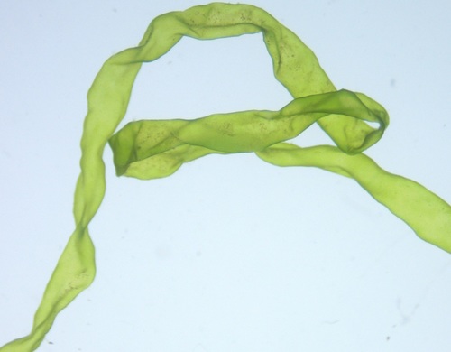 Enteromorpha flexuosa (Green algae) — photo
