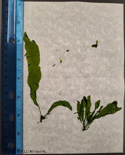 Enteromorpha linza (Green algae) — photo
