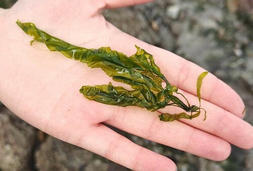 Enteromorpha linza (Green algae) — photo