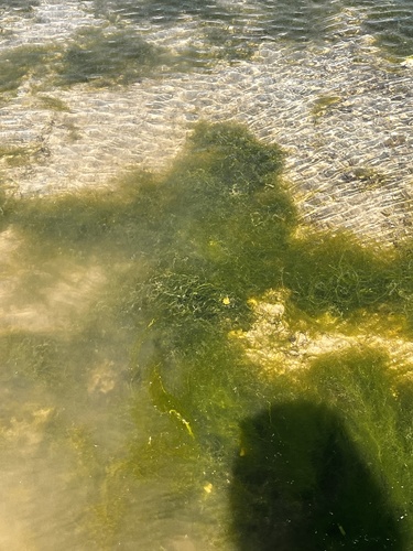 Enteromorpha prolifera (Green algae) — photo