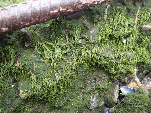 Enteromorpha prolifera (Green algae) — photo