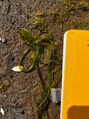 Enteromorpha prolifera