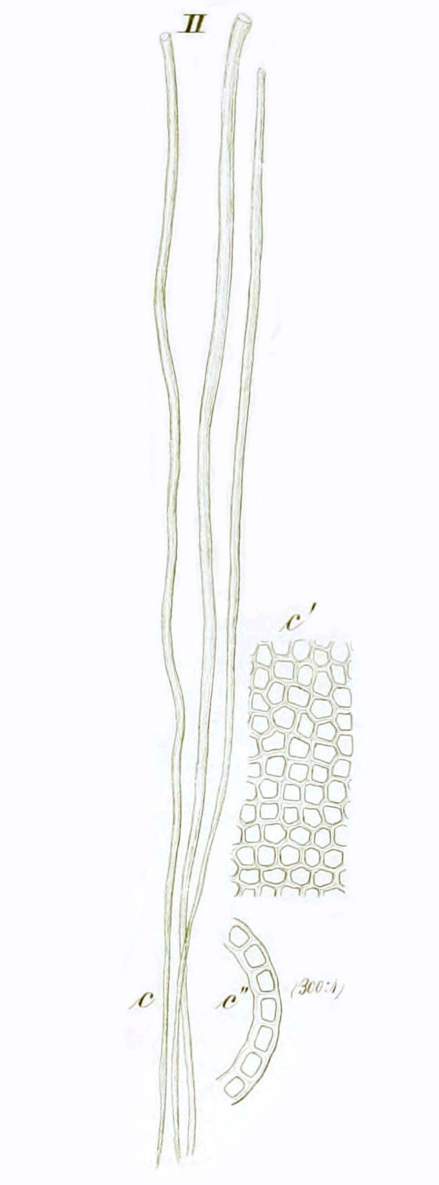 Enteromorpha tubulosa