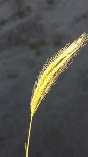 Enteropogon prieurii