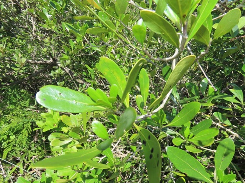 Enterospermum littorale (Dune enterospermum) — photo