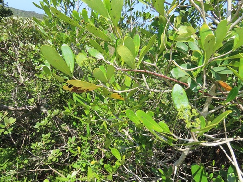 Enterospermum littorale