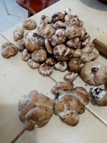 Entoloma abortivum (Aborted entoloma) — photo