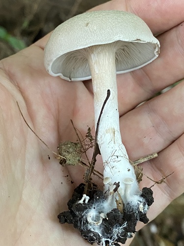 Entoloma abortivum (Aborted entoloma) — photo